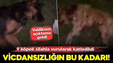 Samsun'da skandal olay! 9 köpek silahla vurularak katledildi: Valilikten açıklama geldi