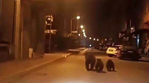 Karabük'te endişelendiren anlar! Bir anda ilçe merkezinde görüldüler