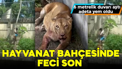 Takıntısı sonu oldu! 6 metrelik duvarı aştı! Feci şekilde hayatını kaybetti