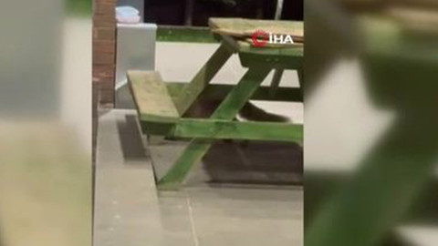 Evin bahçesindeki kedi mamaları kayboluyordu! Suçlu bakın kim çıktı