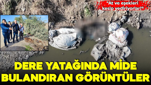 Dere yatağında mide bulandıran görüntüler! 'At ve eşekleri kesip yediriyorlar!'