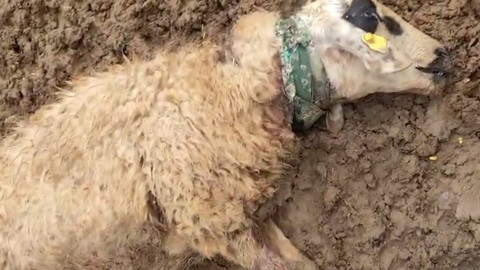 Şanlıurfa'da sürüye saldıran kurt 18 koyunu yok etti!