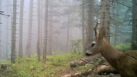 Bolu ormanlarındaki yaban hayatı fotokapanlara yansıdı! O görüntüler büyüledi