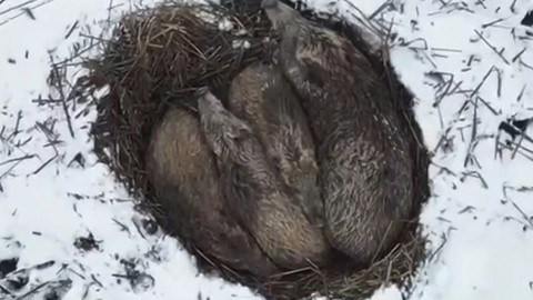 Kars'ta 5 tanesi doğada yumak halinde uyurken görüntülendi! Onları böyle görenler şaşkına döndü