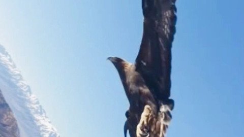 Tunceli'de göklerden bir anda indi yaptığı hareket ile herkesi hayrete düşürdü
