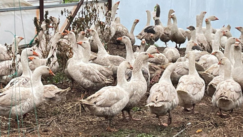Isparta'da 1000'lercesi meyve bahçesine bırakıldı! 1000'lercesinin tek 1 görevi var