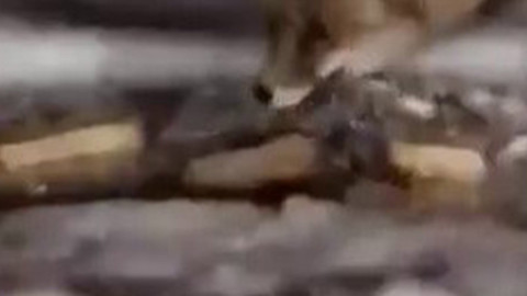 Ardahan’da kar bastırınca mecburen insanların yanına geldi! Karşılaştığı muamele ona da sürpriz oldu