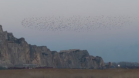 Van Kalesi'nde sığırcık şöleni