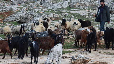 Şanlıurfa'da sevindiren gelişme! Bir anda ortadan kaybolunca koyunlar hücum etti