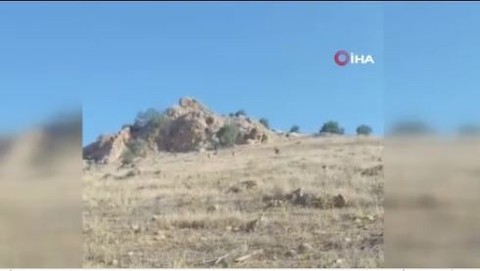 Mardin'de kırsal alanda 3 tanesi yan yana yürürken ortaya çıktı. Onlara dokunmak isteyen 1.000.000'u hazırlasın öyle dokunsun - Resim: 1