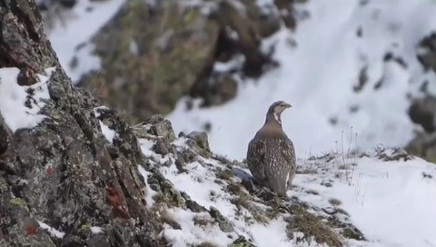 Erzurum'da doğada tek 1 tanesi ortaya çıktı... Uzun zamandan bu yana kimse onu doğada görmemişti. 1 tanesini bile o hayvanı görmek artık imkansız - Resim: 1