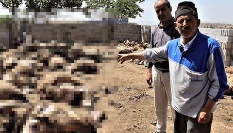 Kurban Bayramı öncesinde büyük felaket... Sabah uyanır uyanmaz ahırına giden adam korkunç tabloyu gördü: Tam 170 tanesi yan yanaydı - Resim: 1
