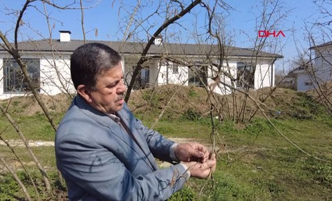 Düzce'de ağaçlarda görülen manzara paniğe yol açtı! Çiftçiler için büyük tehlike... Geçen sene oldu bu senede olursa çiftçiler perişan olacak - Resim: 1