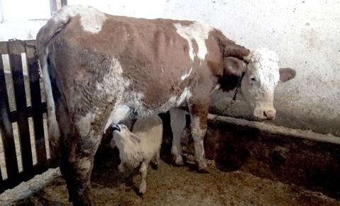 Kars'ta 20 yıllık besici ahıra girdiğinde gördüğü manzaraya inanamadı. İneğin altındaki hayvanı görünce büyük şaşkınlık yaşadı. İlk defa böylesine şahit oldu - Resim: 1