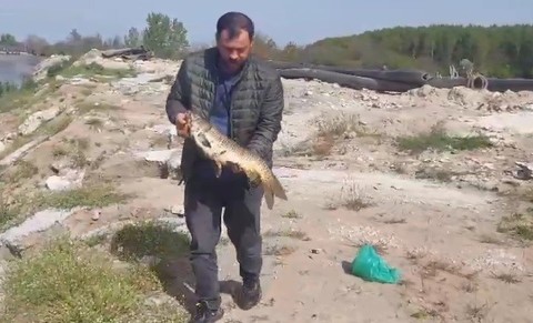 Edirne’de sazanı tutmak isteyen amatör balıkçı iş makinesinden yardım istedi. Hayvanı çıkarınca içinde 100.000'lercesini gördü - Resim: 1