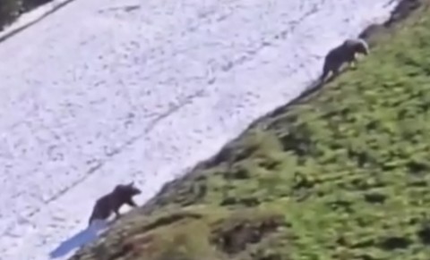 Artvin'de 2 bin 100 rakımlı Duganala Yaylası’nda kar üstünde 2 tanesi ortaya çıktı. Uyanan hayvan sürpriz manzara ile karşılaştı - Resim: 1