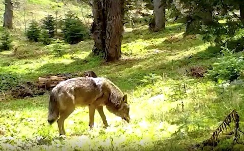 Bursa’da uzun zamandan beri görülmeyen ve ‘uğurlu’ olarak adlandırılan hayvan ormanda tek 1 başına ortaya çıktı. Onu görenler duruşuna hayran kaldı - Resim: 1
