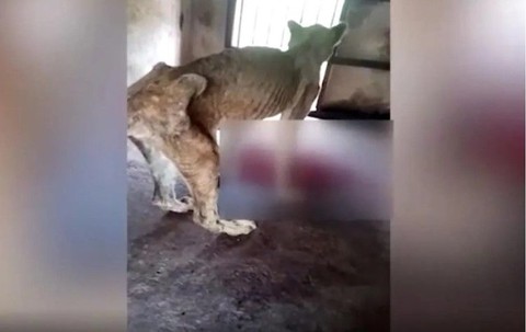 Hayvanat bahçesinde vicdanları yaralayan görüntüler - Resim: 1