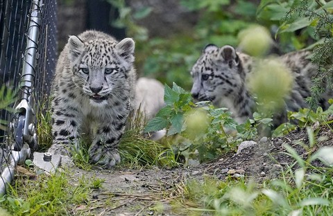 Yavru kar leoparları ilk kez açık alanda! - Resim: 1