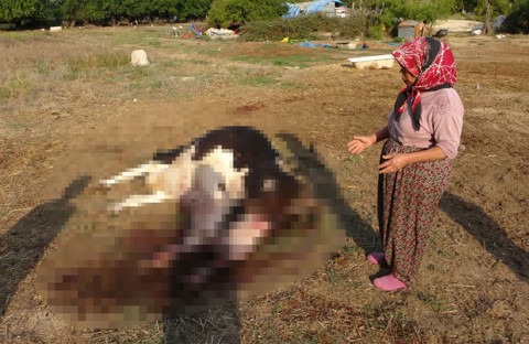 İneğini sağmak için ahırına gitti. 100 bin TL değerindeki tek geçim kaynağı olan ineğini yerde kanlar içinde gördü. Bunu yapanlara ateş püskürdü - Resim: 1