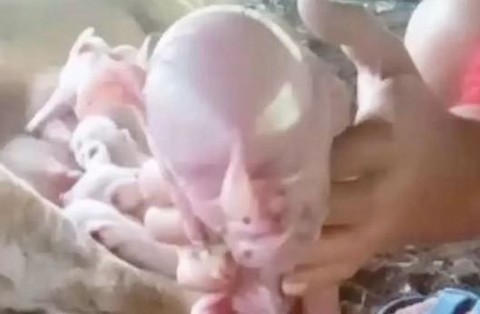 Çiftçinin ahırında 8 tane yavru doğuran hayvanın 4. yavrusunun insan yüzlü şekli görenleri dehşete düşürdü! Yavru hayvanın çıkardığı sesi duyunca dehşete düştü - Resim: 1
