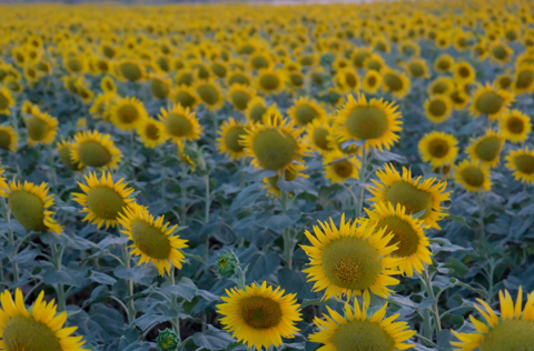 Kırklareli’nin Istranca Dağları eteklerinde açan ayçiçekleri görsel şölen oluşturuyor - Resim: 1