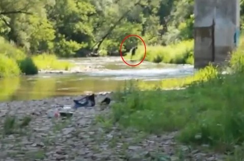 Balık tutmaya giden aile, uzak bir noktada onu ağır aksak sersemlemiş şekilde yürürken gördü. Hemen fotoğrafını çekip dünyaya yaydılar - Resim: 1