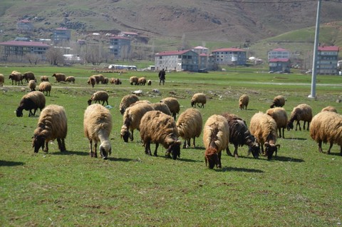 Muş'ta kar örtüsünün kalkmasıyla birlikte beyazdan yeşile döndü. Besiciler, 100'lerce koyunu ağıllardan çıkardı, soluğu orada aldı - Resim: 1
