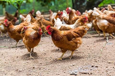 Yılan çiftlikte katliam yaptı... Önüne çıkan her şeyi yiyip 100 leş bıraktı, çiftlik sahibi korkudan gözyaşlarını tutamadı - Resim: 1