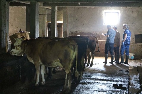 Zonguldak'ta 'şap hastalığı' alarmı! 136 köy karantinaya alındı! - Resim: 1