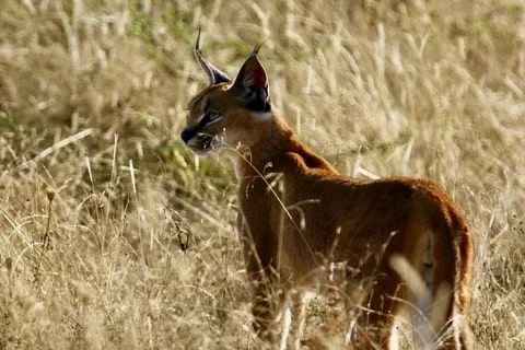 Muğla’da çok nadir ortaya çıkan dünyanın en az görülen hayvanı. 1 tanesi ortaya çıkmıştı. Köylüler onu korkunç bir halde buldu - Resim: 6