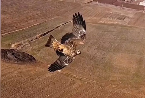 Diyarbakır'dan harika görüntü! Doğanın 2 müthiş hayvanının yaptığı hareketler izleyenleri mest etti - Resim: 1