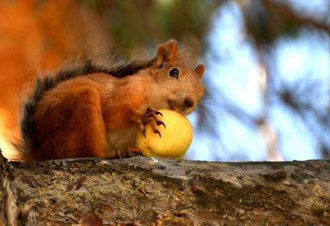 Kayısıya bayılan sincaplar - Resim: 1