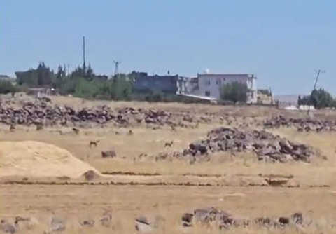 Şanlıurfa'da 2 tanesi kırsal kesimde birlikte ortaya çıktı. Vatandaşlar onları görür görmez hemen kayda aldı - Resim: 1