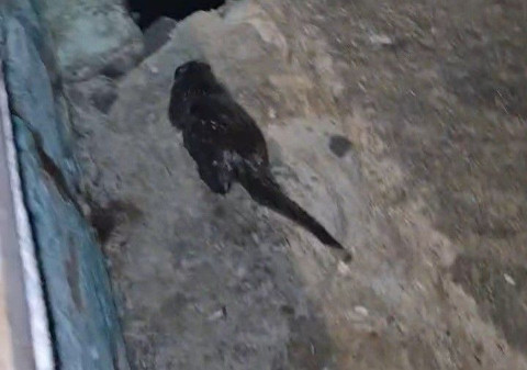 Marmara'da yakında 1 tanesini bile görmek imkansız olacak. İnsan görünce kaçan siyah hayvan hemen gözden kayboldu - Resim: 1