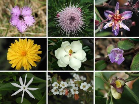 Yaz mevsiminde yetişen bitkiler neler? Hangi mevsimde hangi bitkiler yetişir? İşte, sonbahar, kış, ilkbahar, yaz bitkileri... - Resim: 1