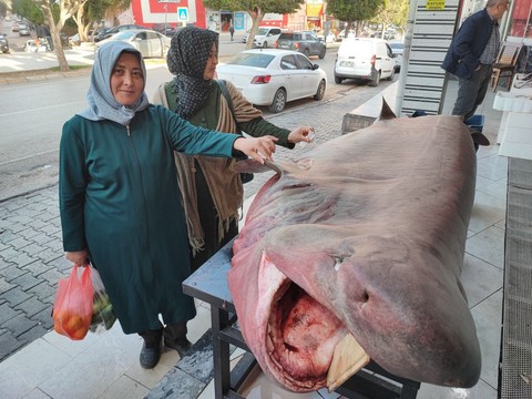 Adana'da aynı hayvan 1 haftada toplamda 3 kez yakalandı. 4,5 metre uzunluğunda 500 kilo ağırlığındaki hayvanı görenler dokunmak istedi - Resim: 1