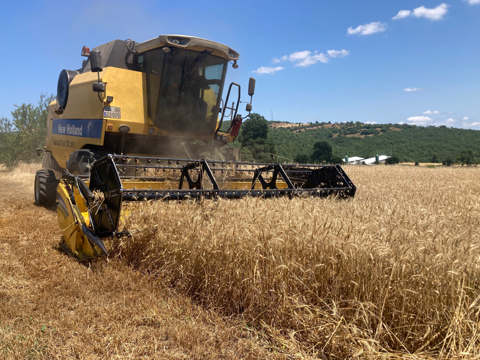 Samsun’un Kavak ilçesinde buğday tarlalarında hasat heyecanı başladı: Rekolte üreticiyi sevindirdi - Resim: 1