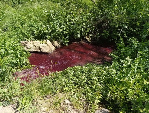 Bursa’da doğada büyük felaket. 1 tanesi 2 tanesi değil hepsi teker teker kırmızıya dönmeye başladı. Köylüler endişe içinde bekliyor - Resim: 1
