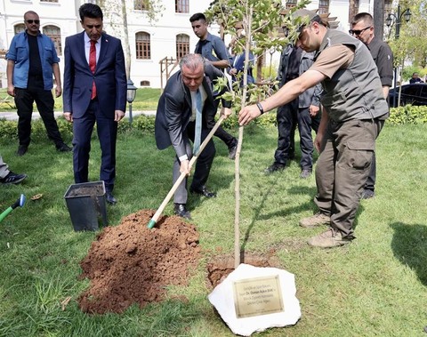Bakan Bak kendi adına hazırlanan çınar ağacı fidesi toprakla buluşturdu - Resim: 1