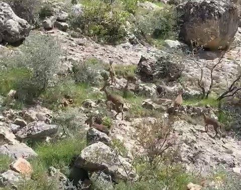 Adıyaman’da doğada 1,2,3,4,5 tanesi sürüyle ortaya çıktı. Dokunan 1 tanesi başına 250.000'i şak diye çıkaracak - Resim: 2