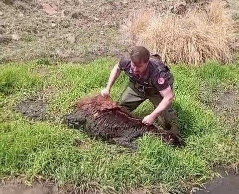 Erzurum'da 1 tane koyun hakkında ihbar alan resmi ekipler 1 koyun için bölgeye gitti. Ekipler doğadaki o manzarayı görünce adeta hayrete düştü - Resim: 2