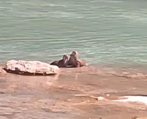 Tunceli'de 3 tanesi doğada hep beraber ortaya çıktı. Yakında insanlar o hayvan 1 tanesini bile çok zor görecek - Resim: 1