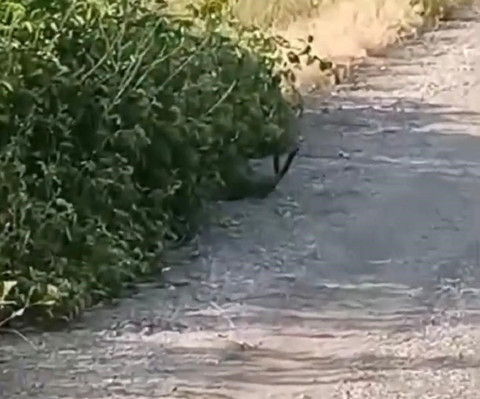 Malatya'da 3 metreye yakın 2 tane hayvan yol kenarında görüldü. Yaptıkları hareketi gören vatandaş 3 adımda geriye gitti - Resim: 1