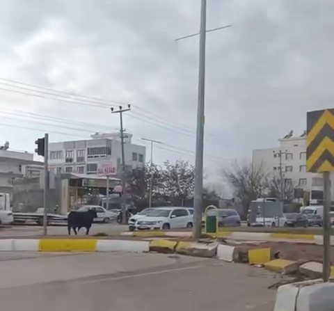 Adıyaman'da sürücüler, yolun ortasında siyah ve kocaman canlıyla karşılaştı. Trafiği birbirine kattı - Resim : 1