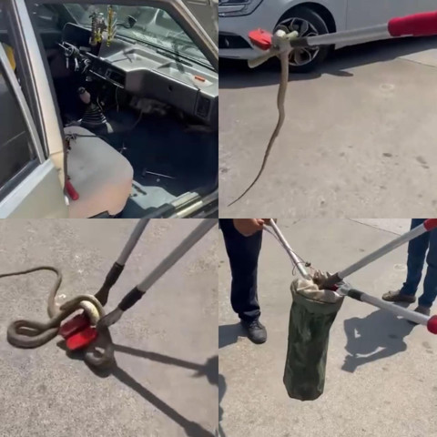 Hatay, Adana, Osmaniye ve Gaziantep'ten sonra Mersin'de de ortaya çıktı. 1,5 metre uzunluğundaydı sündür sündür bitmedi - Resim: 1