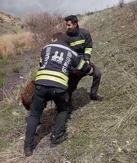 Erzurum'da 1 tane koyun hakkında ihbar alan resmi ekipler 1 koyun için bölgeye gitti. Ekipler doğadaki o manzarayı görünce adeta hayrete düştü - Resim: 3