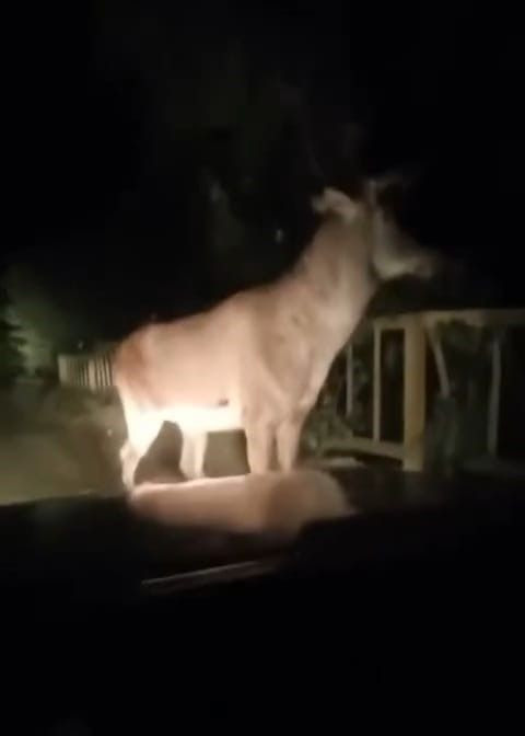 Karabük’te yaban hayatı çeşitliliği artıyor! vatandaşlar doğada her geçen gün yeni türlerle 1'er 1'er karşılaşıyor - Resim: 2