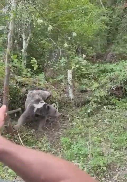 Karabük’te ormanda kurulan kapanda yakalandı. Ekipler onu kurtarmak için zamanla yarıştı - Resim: 2