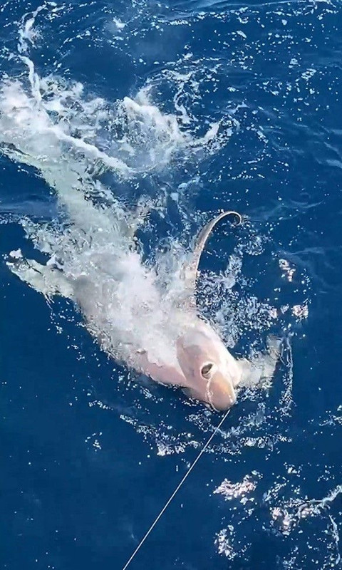 Gökçeada açıklarında dev gölge yaklaştı… 6 metrelik canlı oltaya takıldı, sonra serbest bırakıldı - Resim: 4